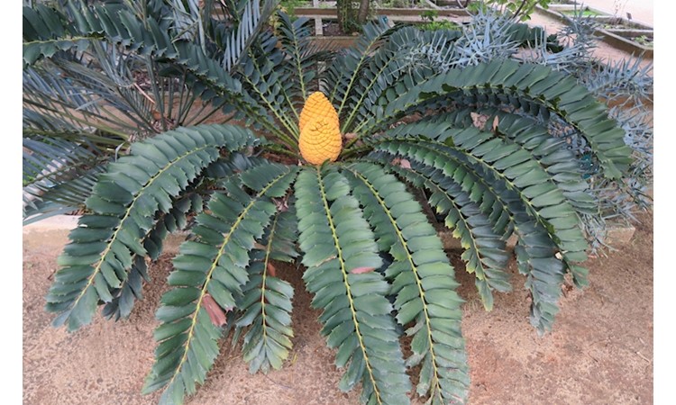 Ajuda Botanical Garden