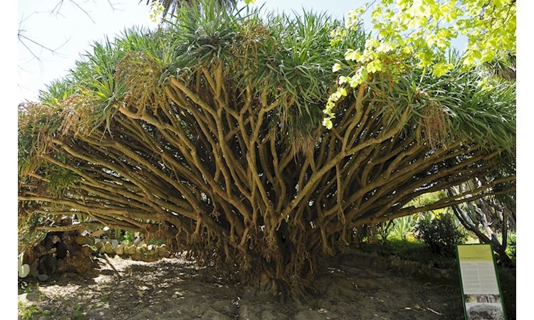 Lisboa Botanical Garden