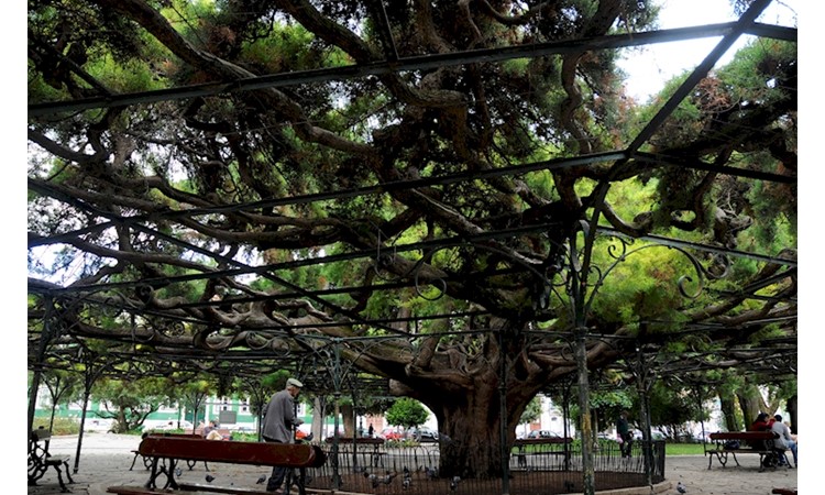 Príncipe Real Garden