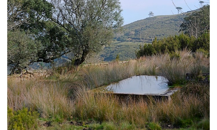 Tapada de Mafra – gardens of the Enclosure and the Celebredo