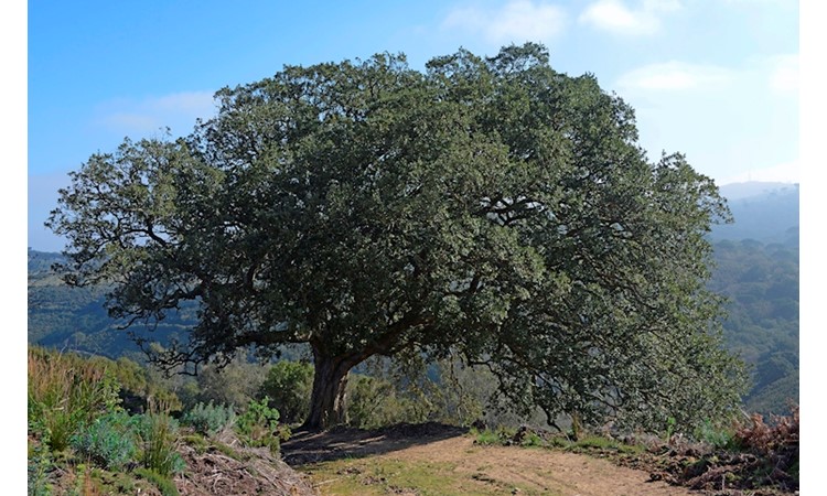 Tapada de Mafra – gardens of the Enclosure and the Celebredo