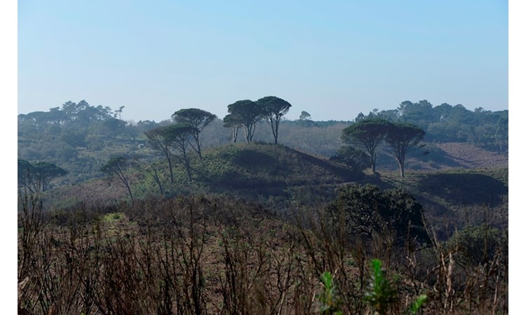 Tapada de Mafra – gardens of the Enclosure and the Celebredo