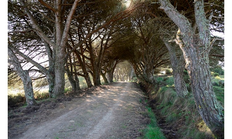 Tapada de Mafra – gardens of the Enclosure and the Celebredo