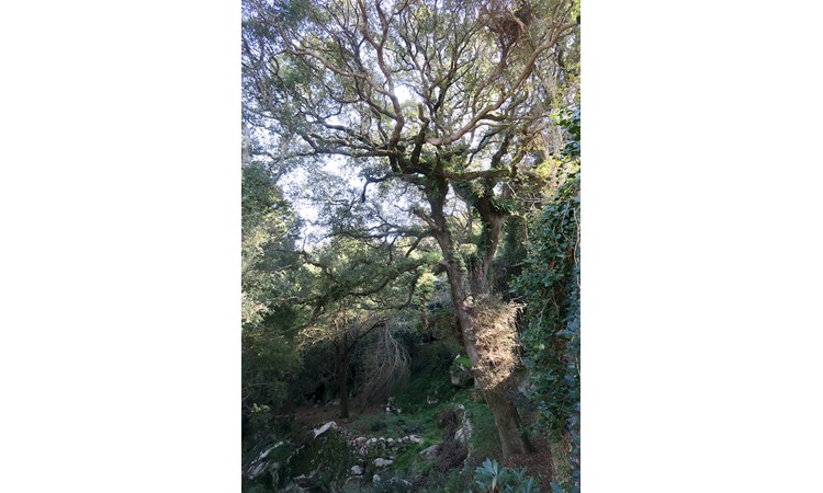 Jardin de la Vila Sassetti