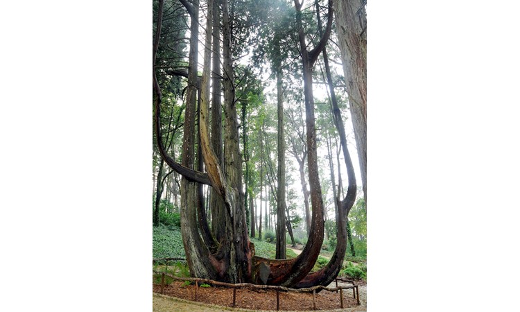 Pena Park