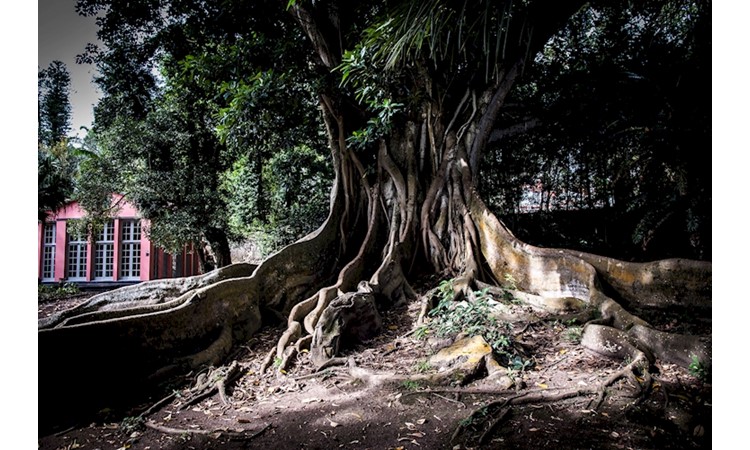 José do Canto Botanical Garden
