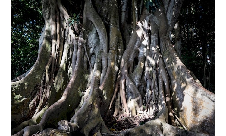 José do Canto Botanical Garden