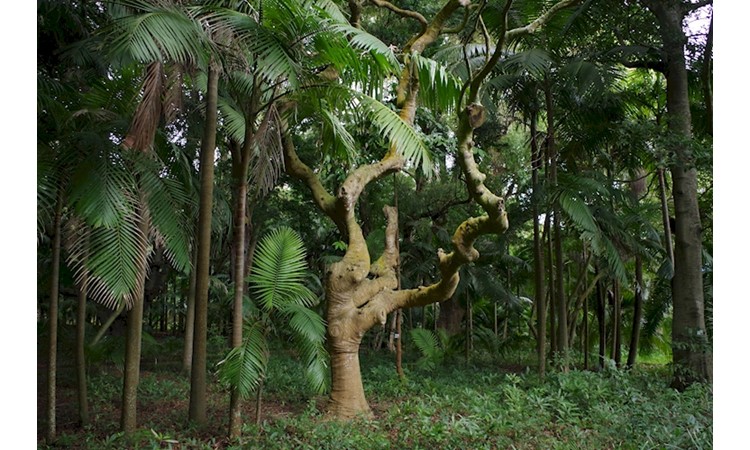 José do Canto Botanical Garden