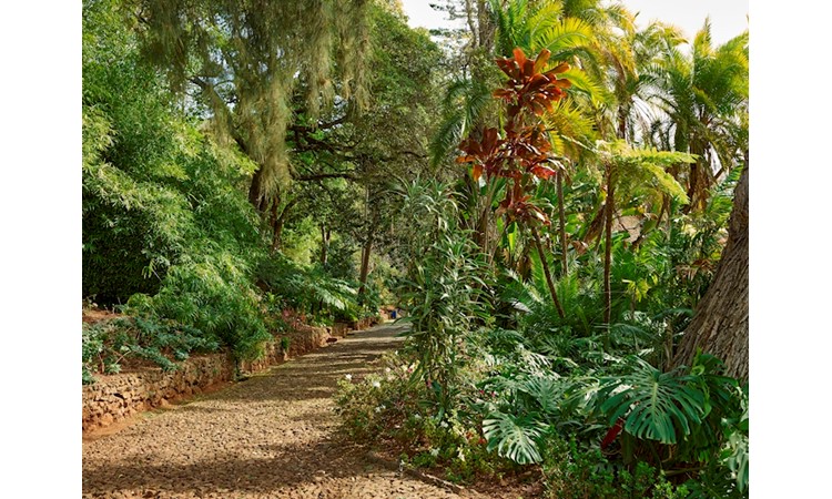Madeira`s Botanical Garden