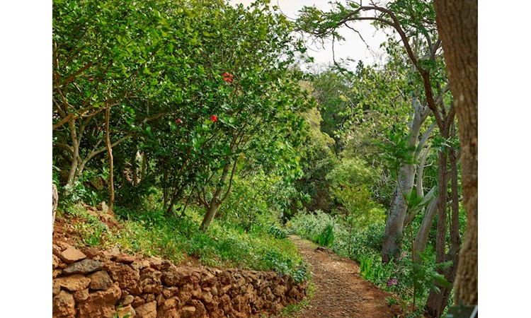 Madeira`s Botanical Garden