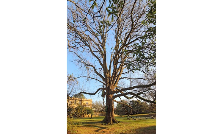 Garden of the Casa de São Miguel/Casa Allen