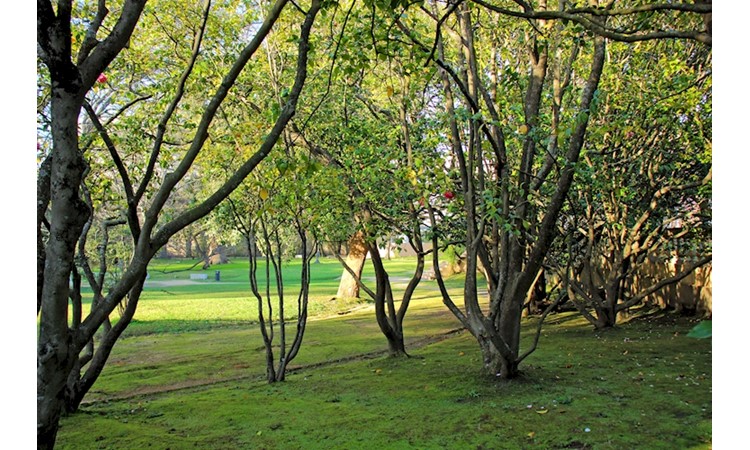 Garden of the Casa de São Miguel/Casa Allen