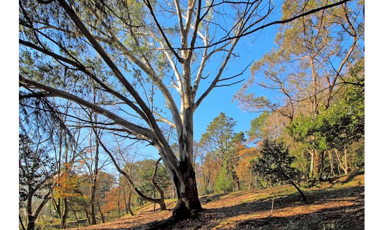 Park of Nossa Senhora dos Milagres