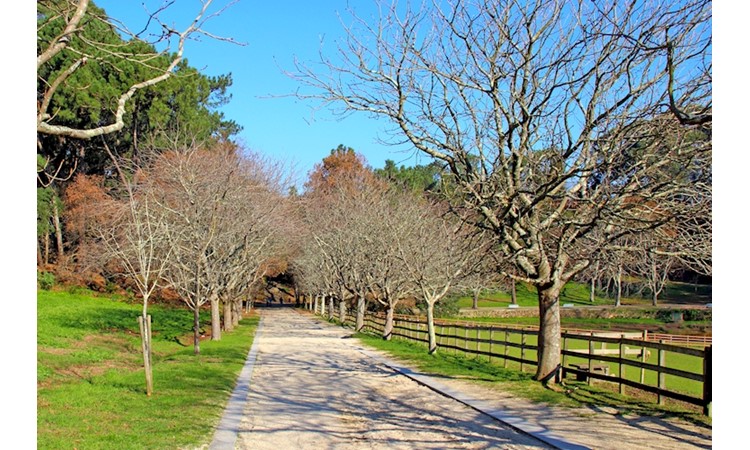 Serralves Park