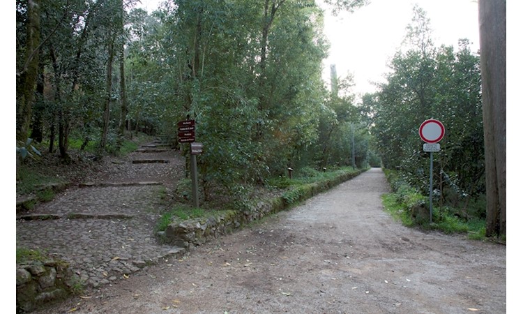 Bussaco National Forest