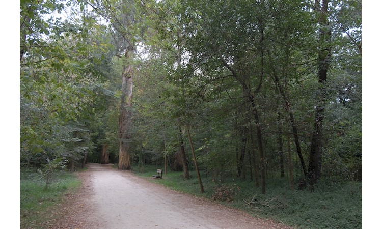 Choupal National Forest
