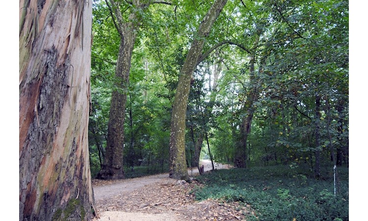 Choupal National Forest