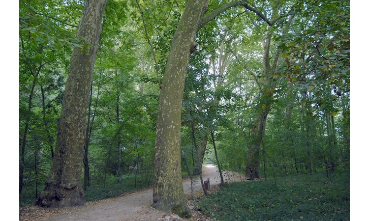 Choupal National Forest