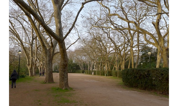 D. Carlos I  Park