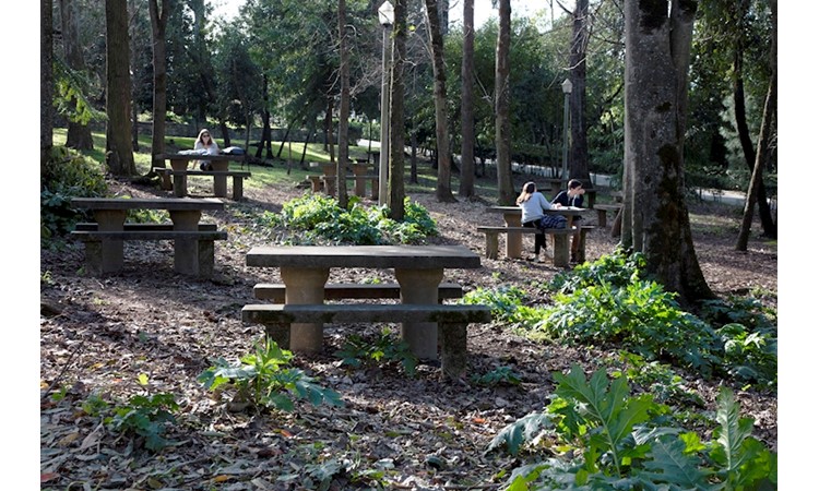Garden of the Mermaid