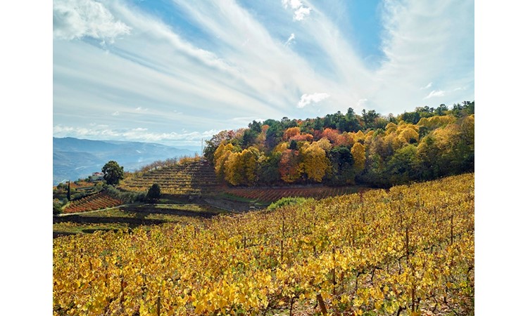 Quinta de Santa Júlia