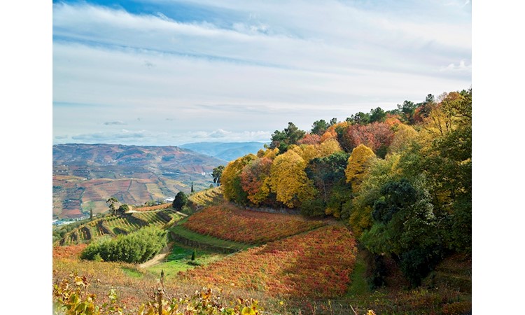 Quinta de Santa Júlia