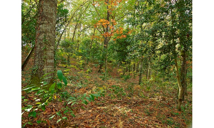 Quinta de Santa Júlia