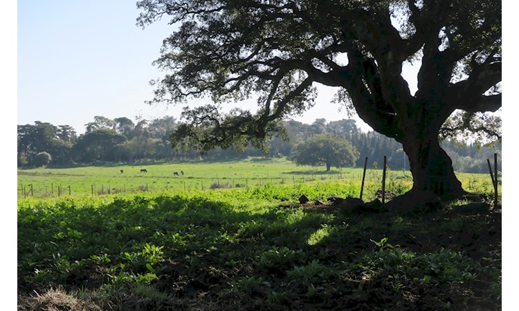 Tapada da Ajuda
