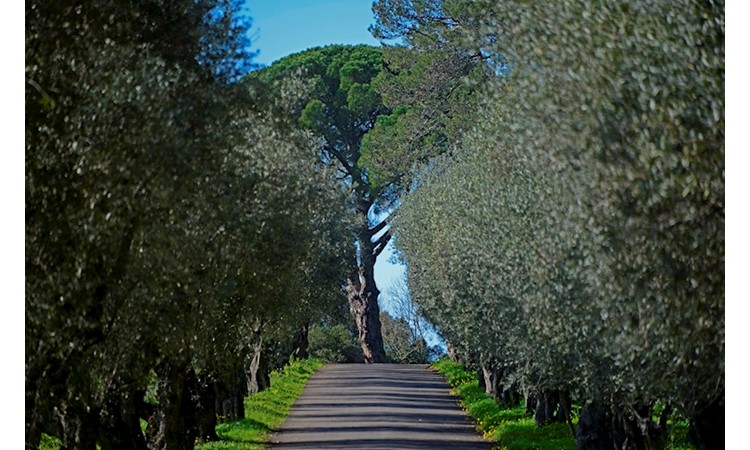 Tapada da Ajuda