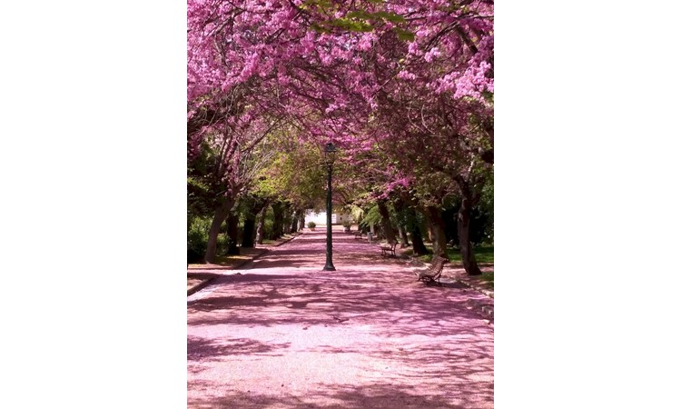 Municipal Garden of Elvas